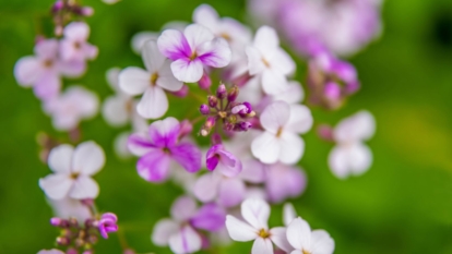 A close-up shot of a flower during the fall with its color shifting from white to bright pink in a well lit area