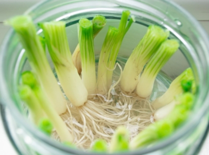A close-up shot of a small composition of developing allium crops placed on a glass container, showcasing how to regrow green onions