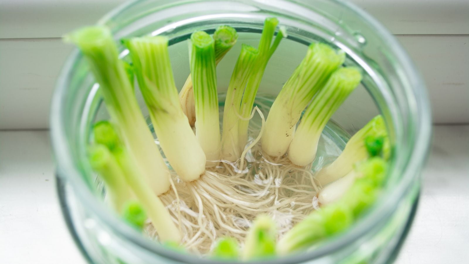 A close-up shot of a small composition of developing allium crops placed on a glass container, showcasing how to regrow green onions