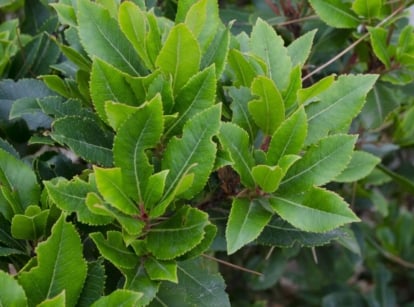 A close-up shot of bay laurel