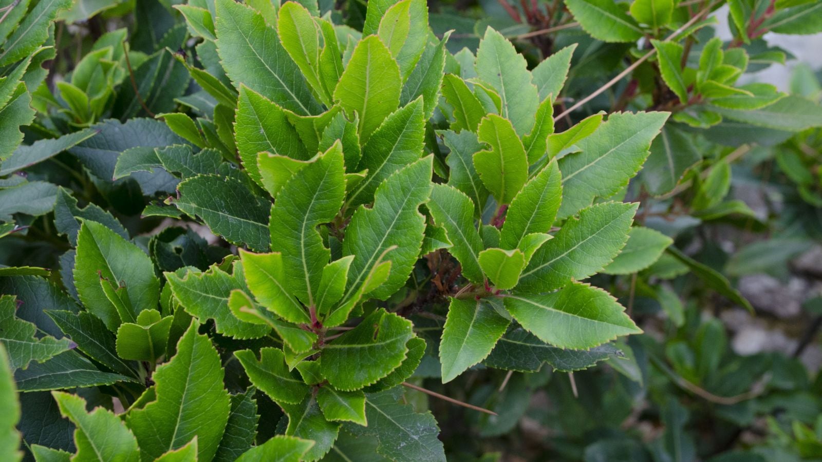 A close-up shot of bay laurel