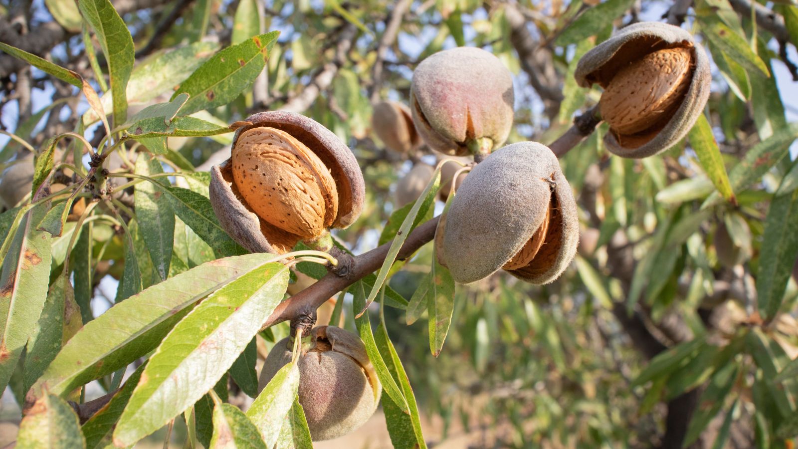 A close-up shot of ripe fruits of a large plant in a well lit area outdoors