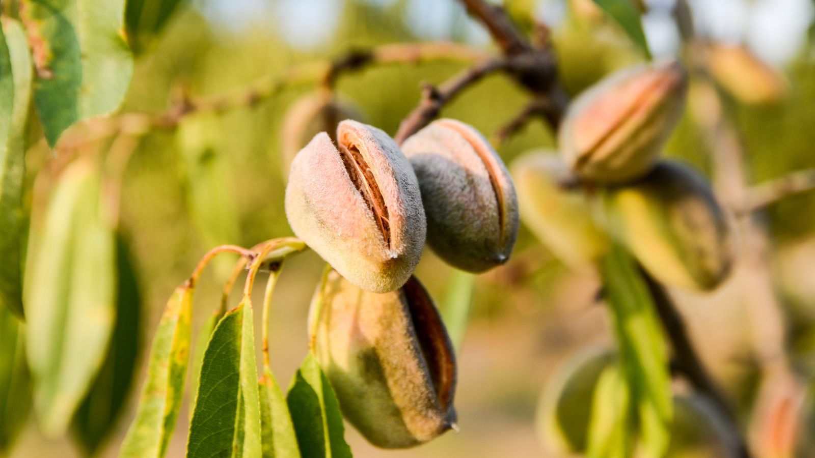 A close-up shot of ripe fruits of a plant basking in bright sunlight outdoors