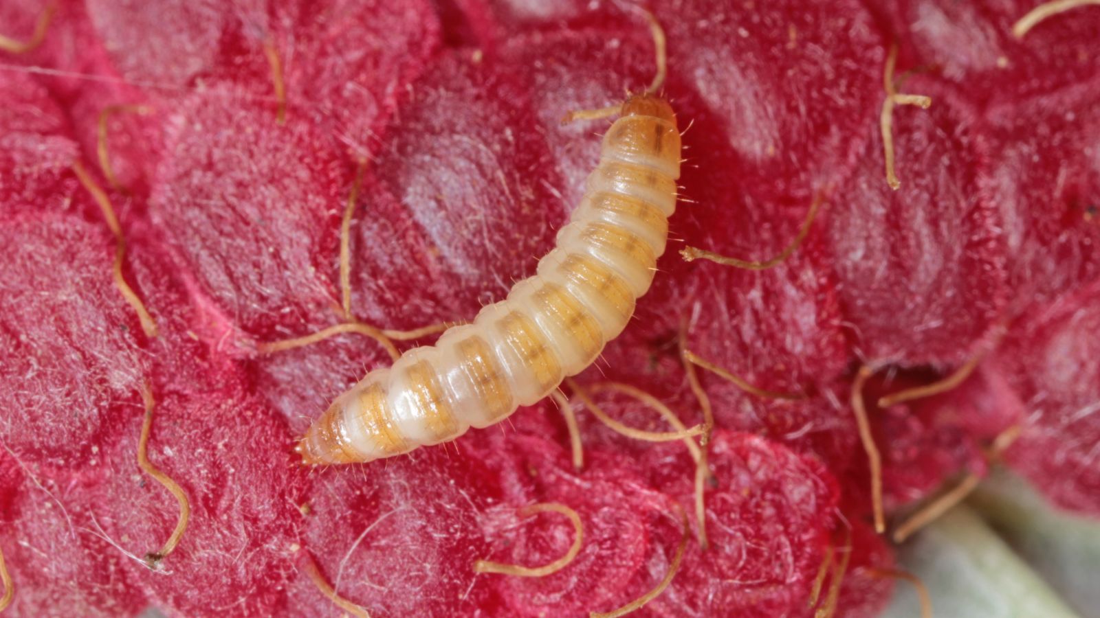 A macro shot of a larvae of a beetle on a red colored fruit