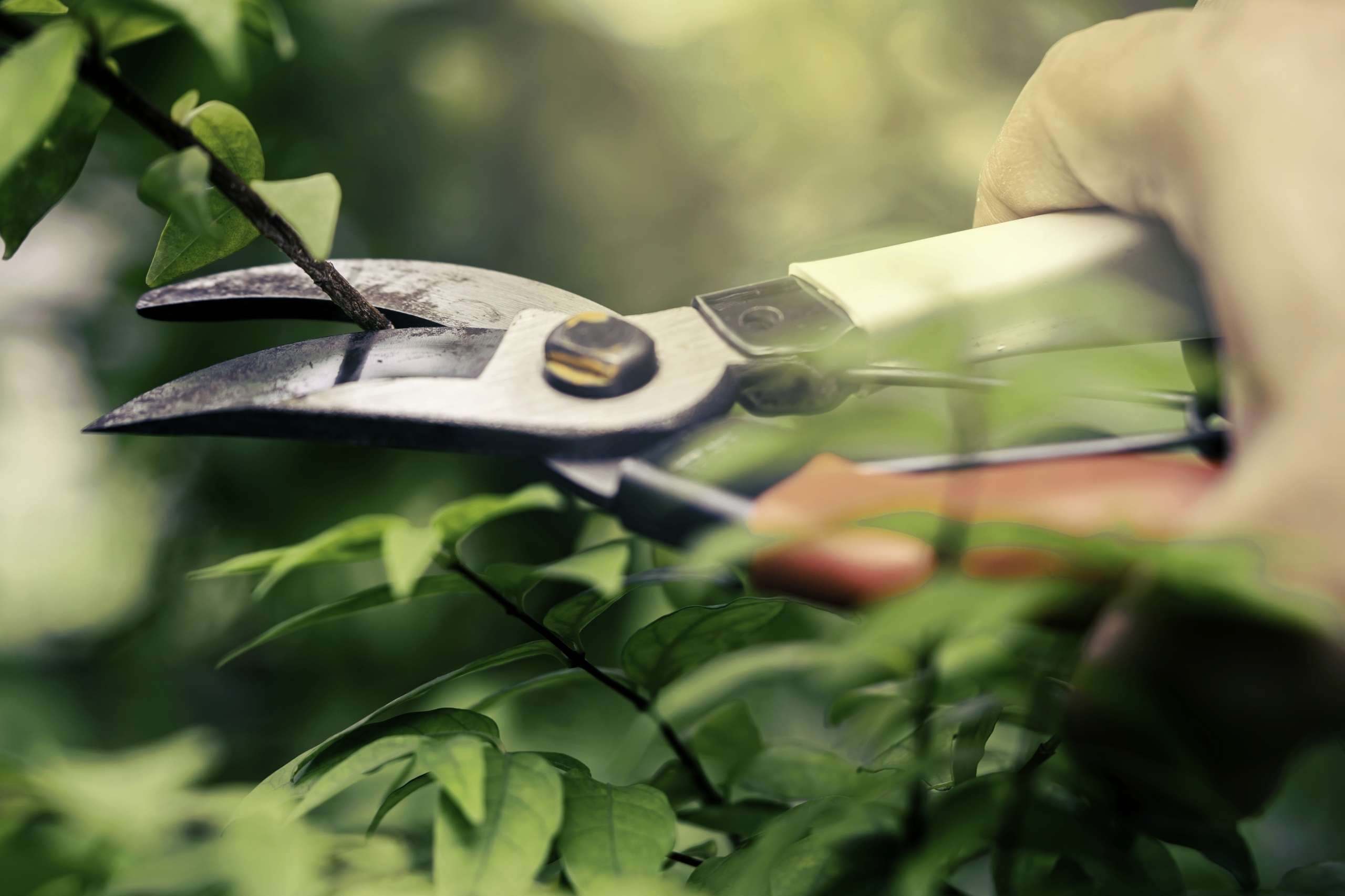 A person using pruning shears to cut a plant while working in the sun to maintain the shrub and keep it healthy