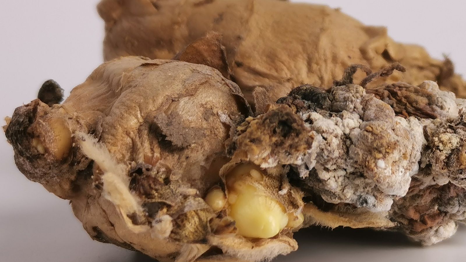 A rhizome appearing rotten, appearing to have light brown parts and some having dark and light damaged portions