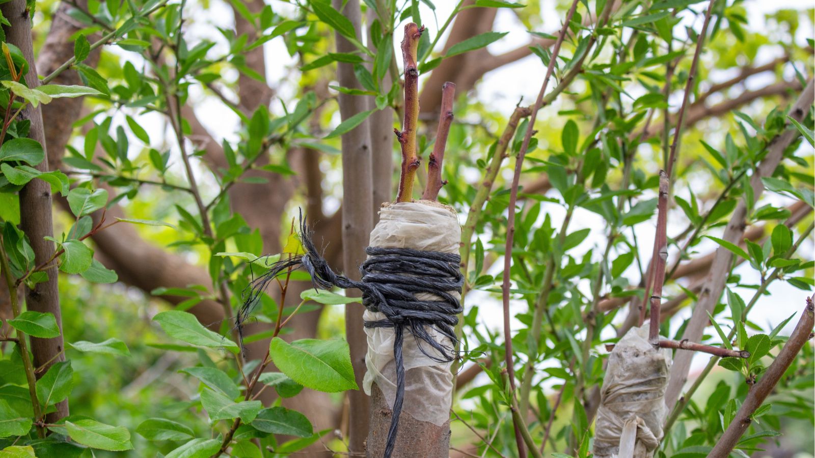 A shot of a grafted trunk of a plant in a well lit area