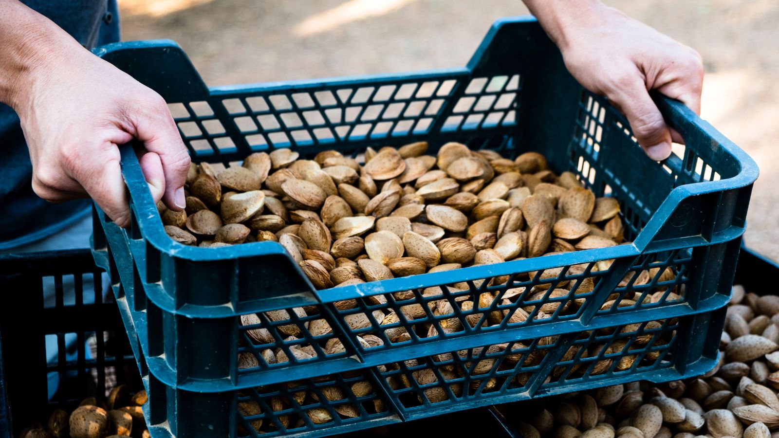 A shot of a person holding a plastic create filled with harvested fruits