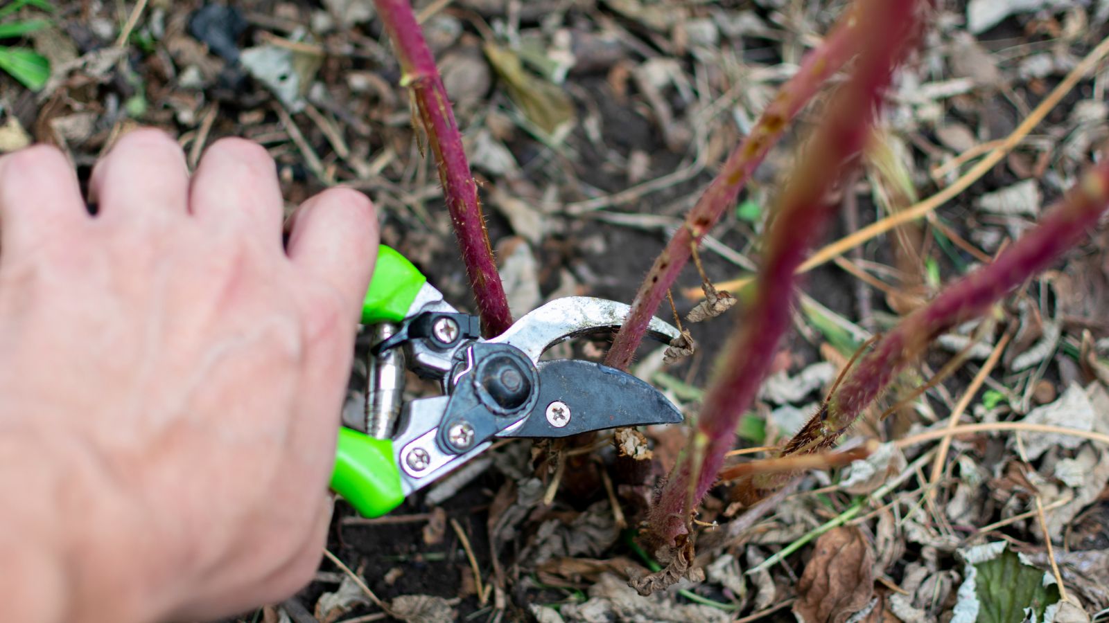 A shot of a person in the process of cutting branches in a well lit area