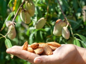 A shot of a person's hand holding fruits of an almond tree