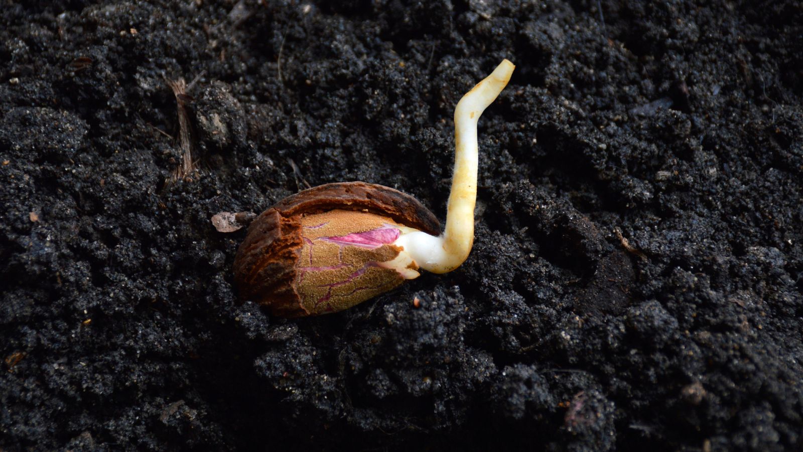 A shot of a sprouted pit of a plant placed in dark rich soil