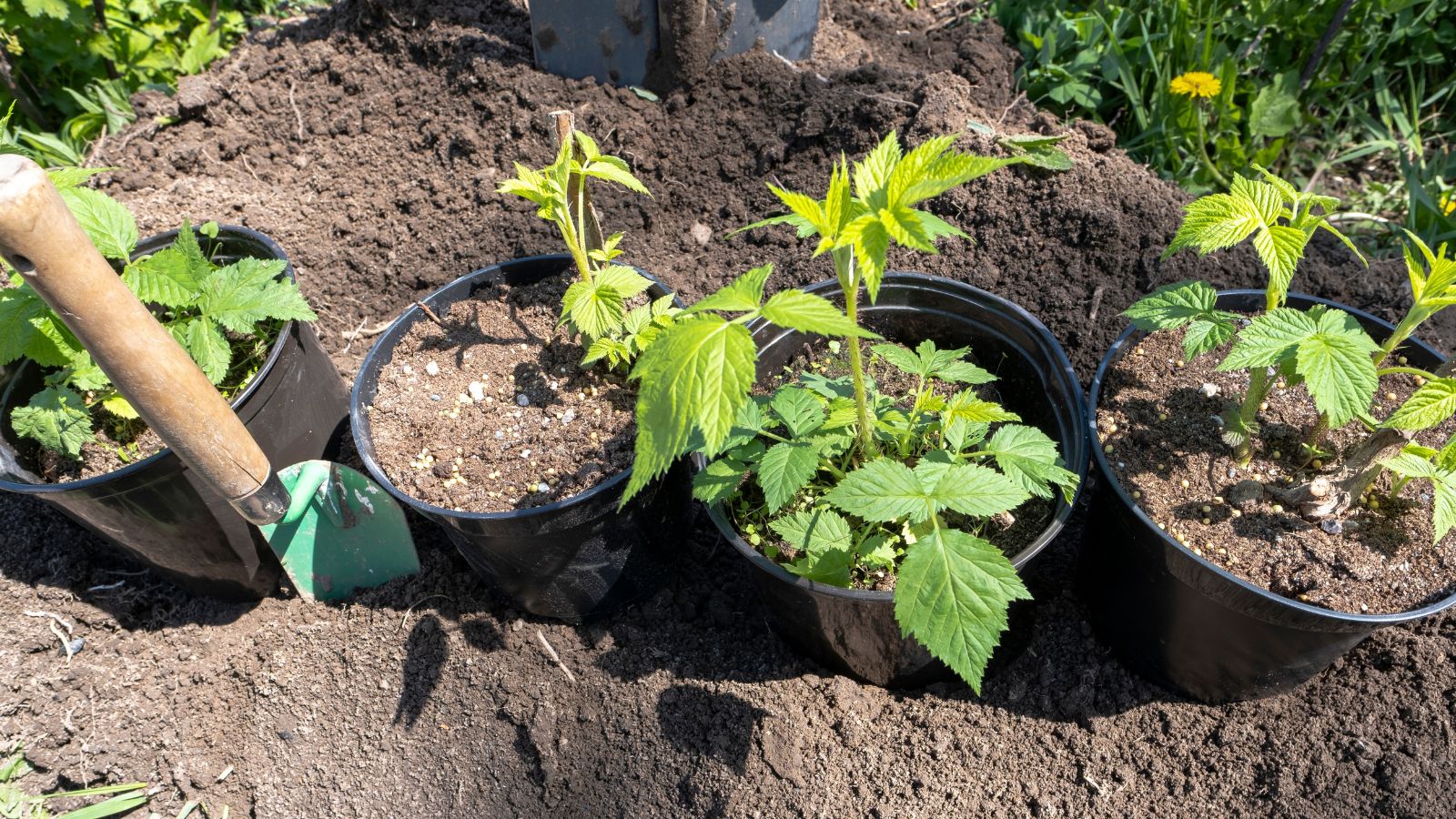 A shot of several developing seedlings on pots in a well lit area outdoors