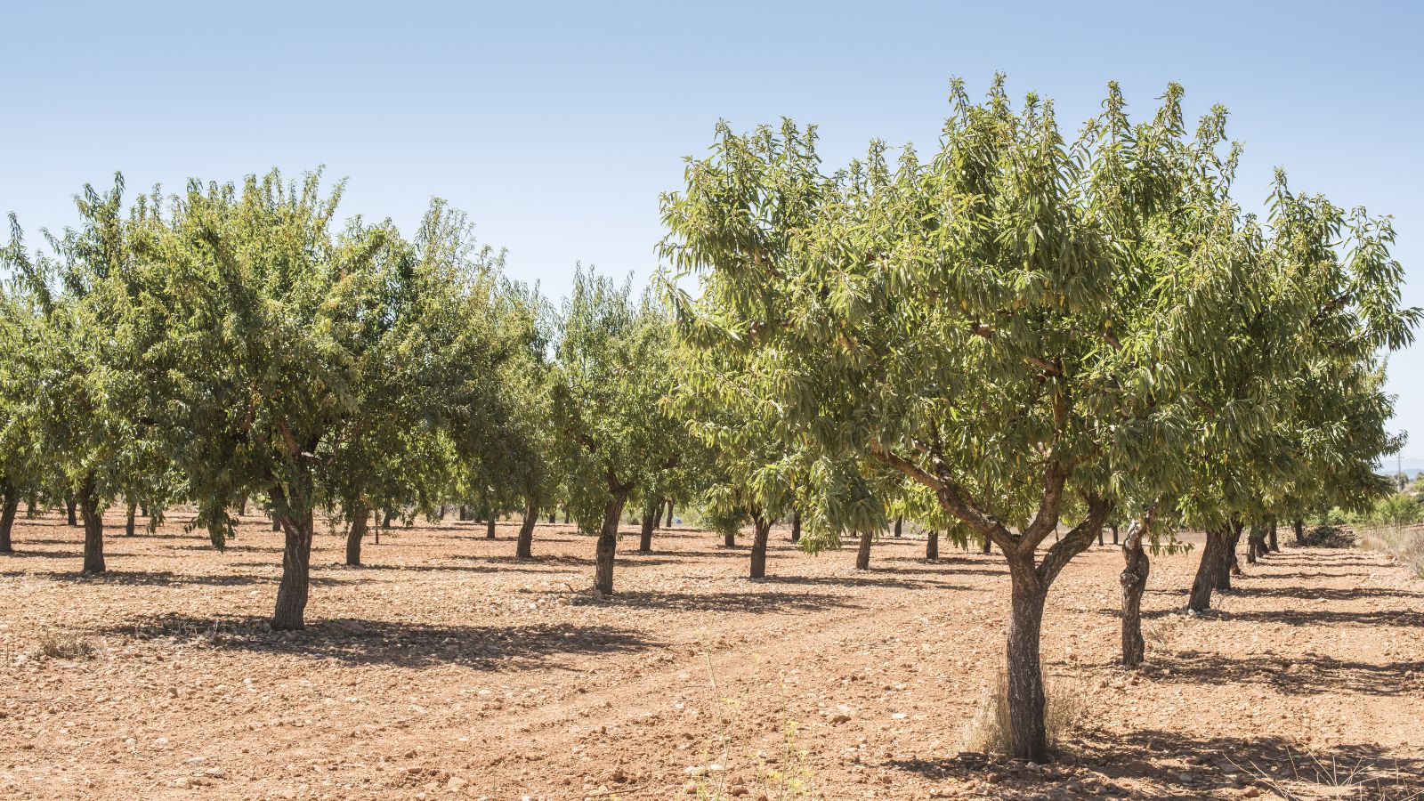 A shot of rows of several large plants in a bright sunny location outdoors