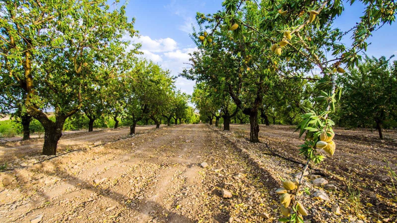 A shot of several rows of developing plants in a well lit area outdoors