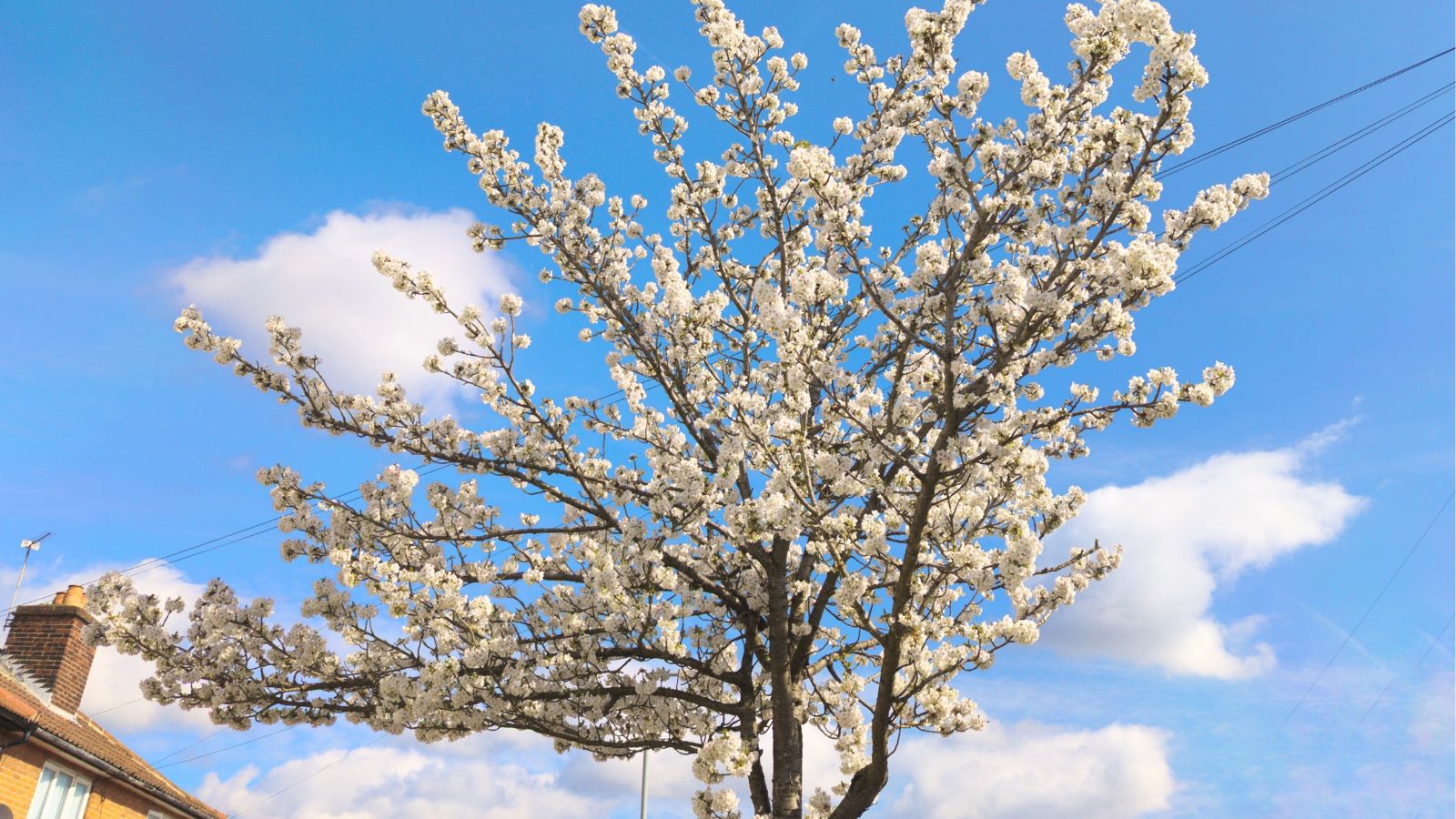 A base-angle shot of a dawrf variety of plant called All in one
