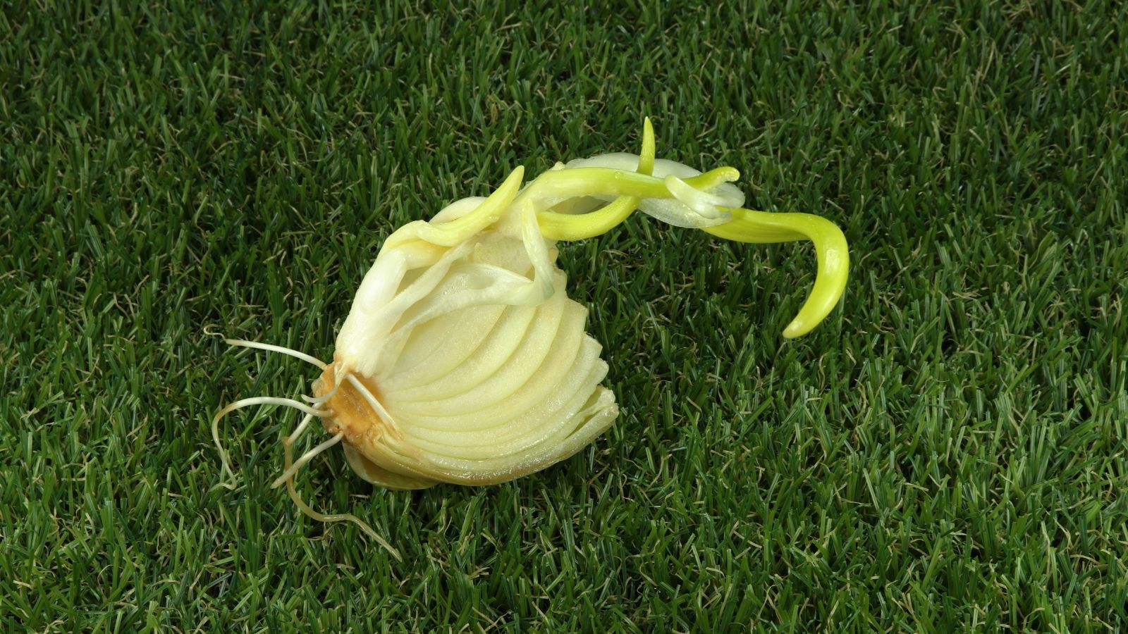 An overhead and close-up shot of a core of an allium crop that has sprouted, placed on a grassy area outdoors
