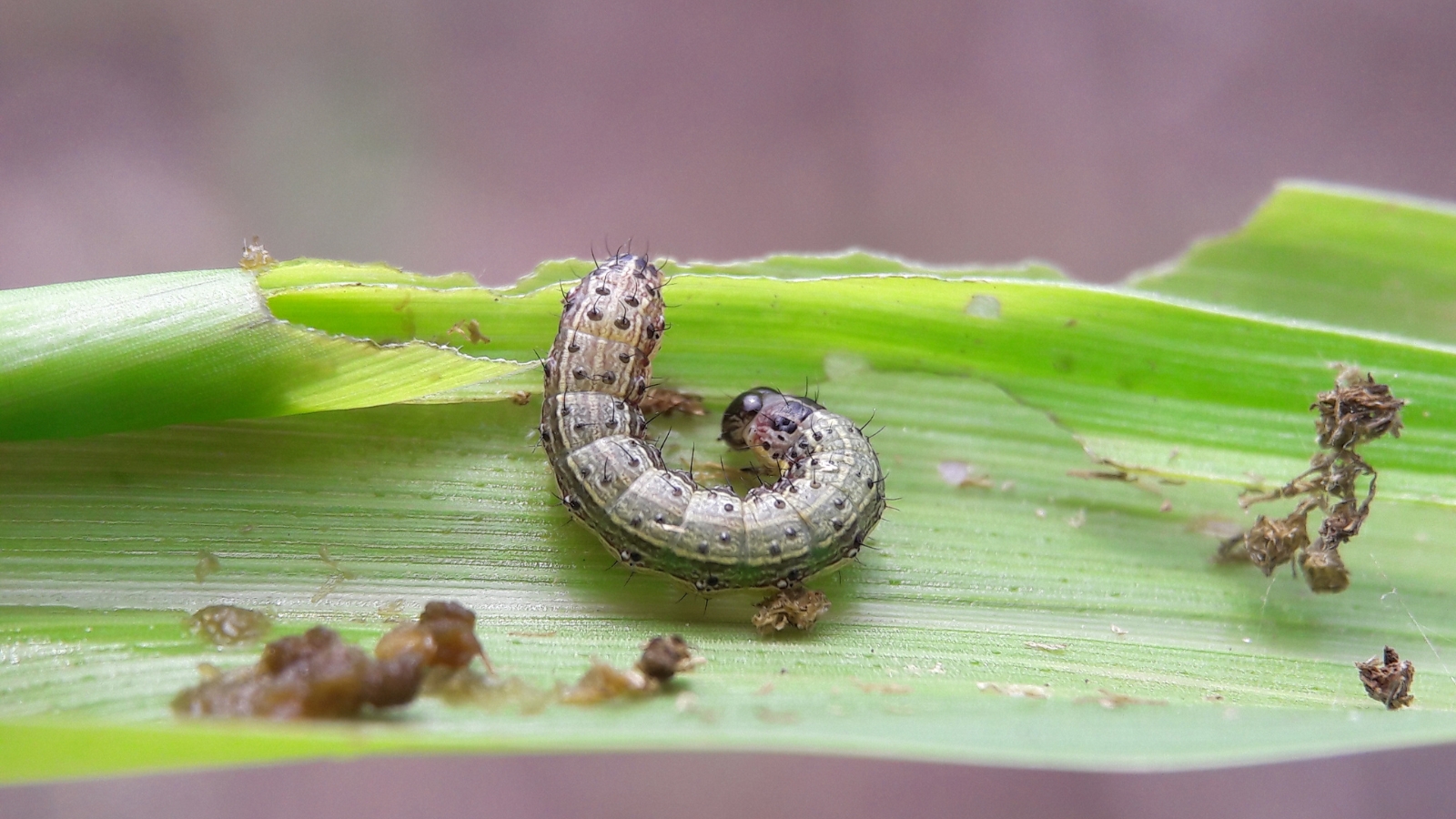 A small caterpillar crawling along the edge of a bright green leaf, nibbling on its surface, with tiny bites visible near its path.