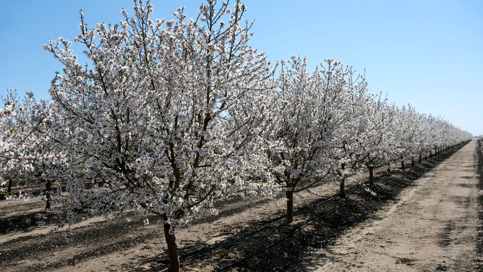 A shot of row of blossoming Bounty variety of plants