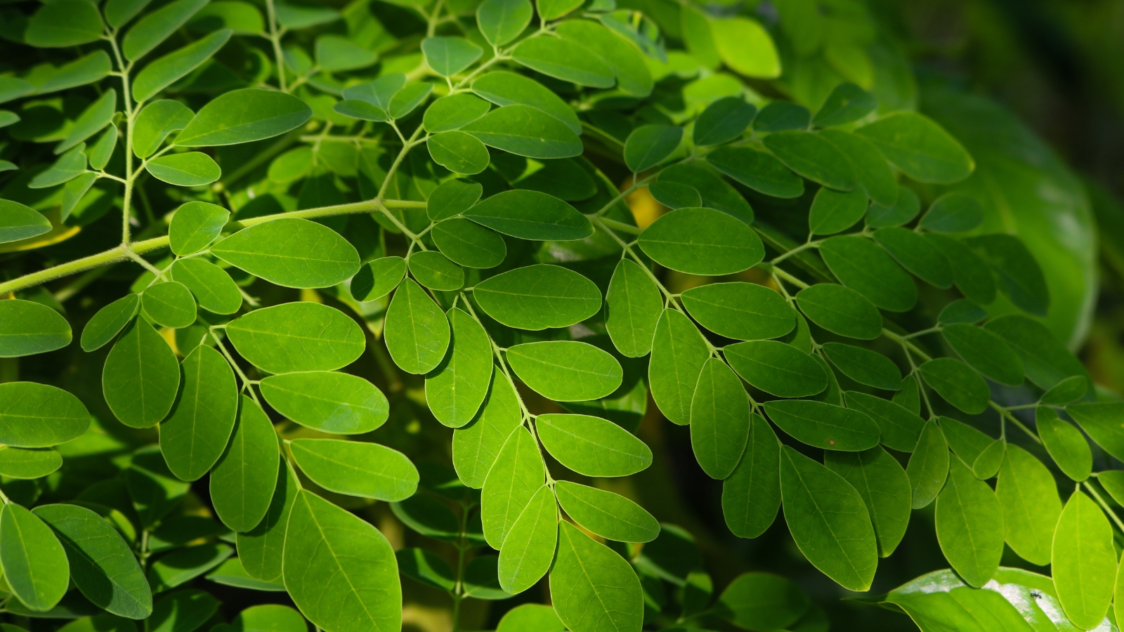 A lush display of dark green, oval-shaped leaves with a smooth texture, arranged densely along fine stems, glowing in the soft ambient light.