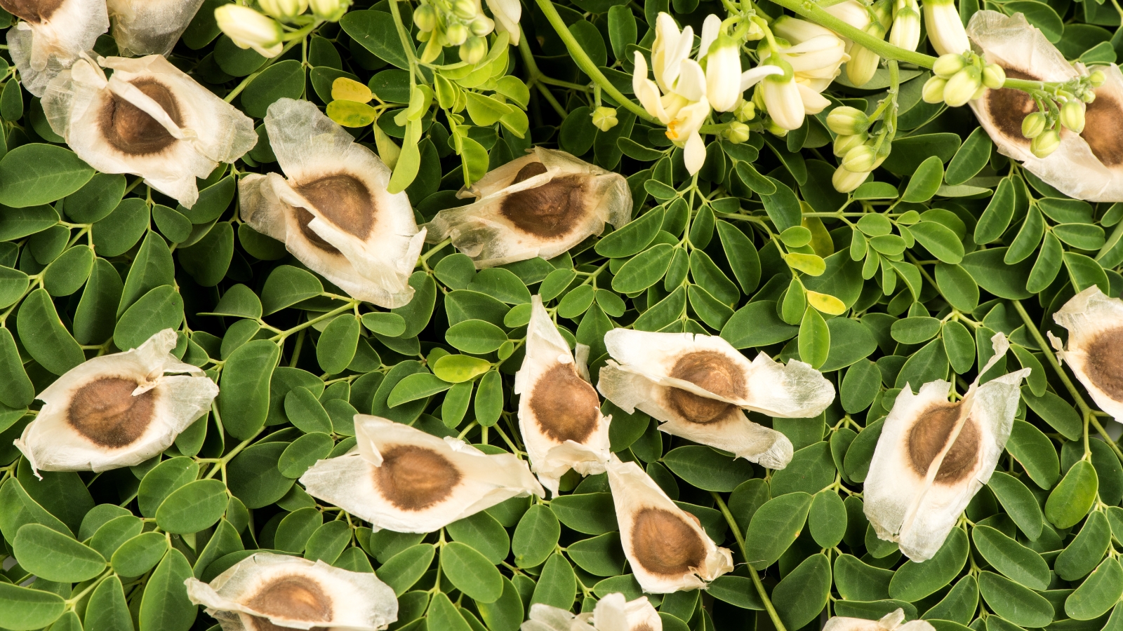 A close-up view of a cluster of brown, winged seeds surrounded by small, green, oval leaves, scattered across a light surface.