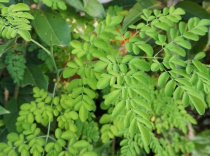 A close-up of delicate, light green leaves with finely serrated edges, arranged in pairs along slender stems, nestled among surrounding greenery.