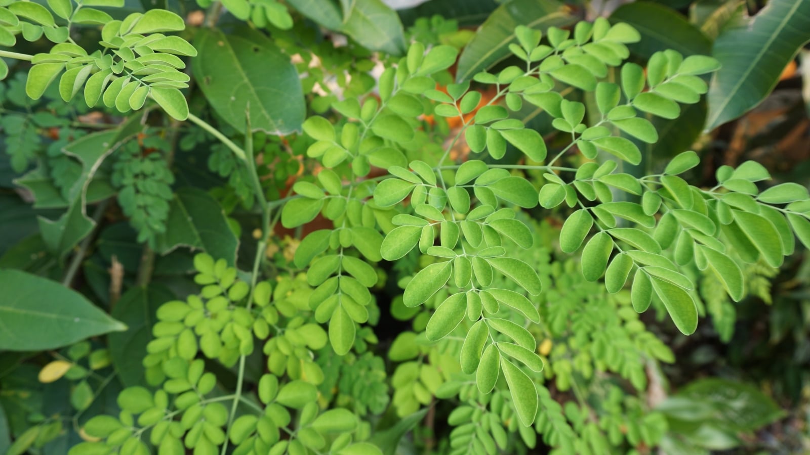 A close-up of delicate, light green leaves with finely serrated edges, arranged in pairs along slender stems, nestled among surrounding greenery.
