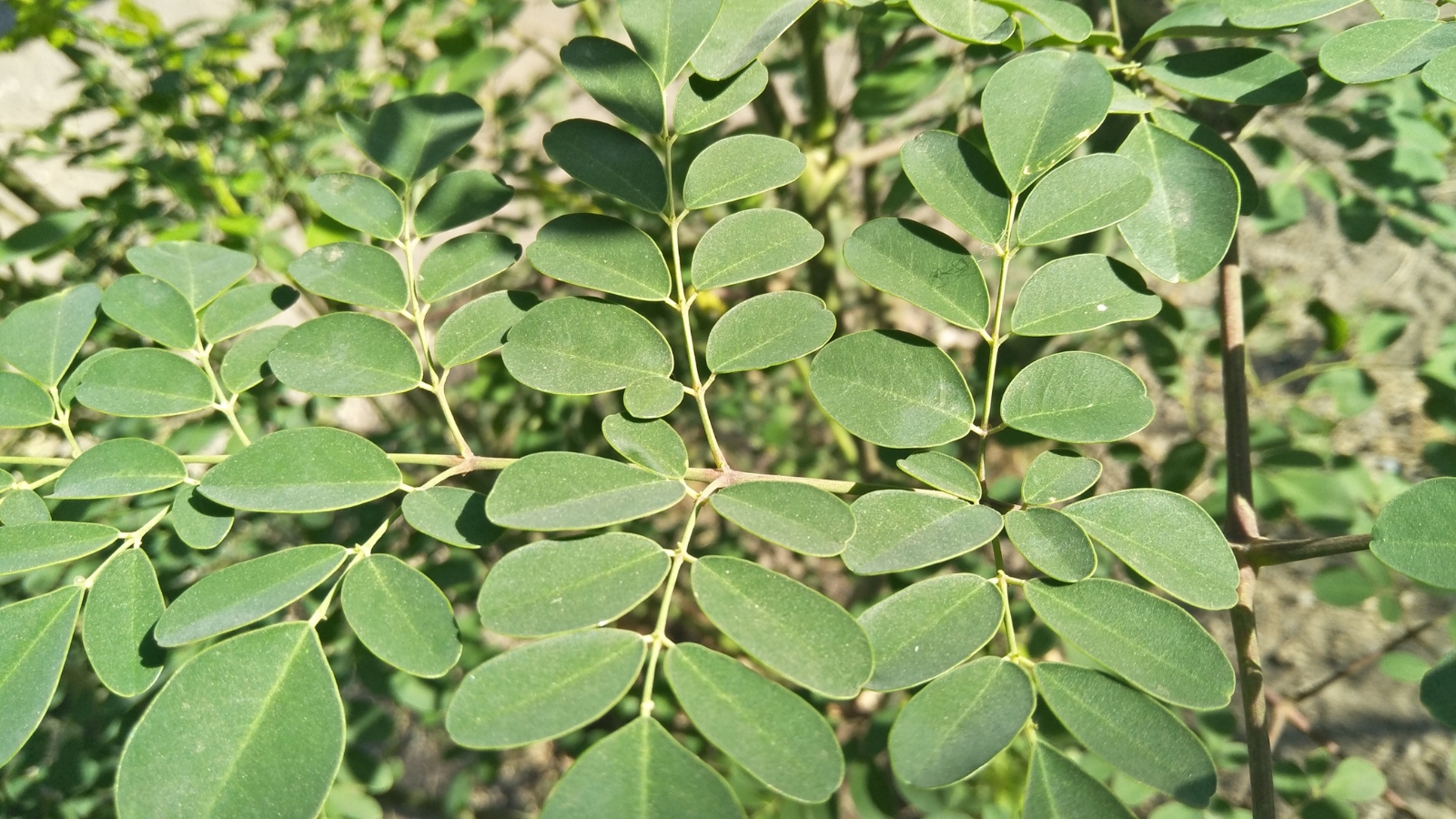 A close-up of small green leaves with distinct serrated edges, arranged in alternating pairs along thin stems, set against a background of dry soil.