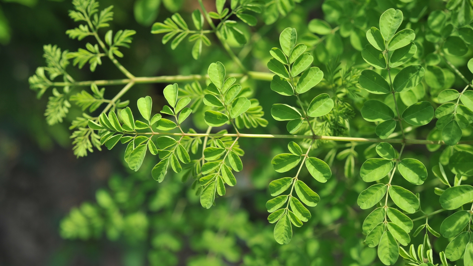 A highly detailed view of finely feathered leaves, with small leaflets arranged symmetrically on both sides of a central stem, all in vibrant green hues.