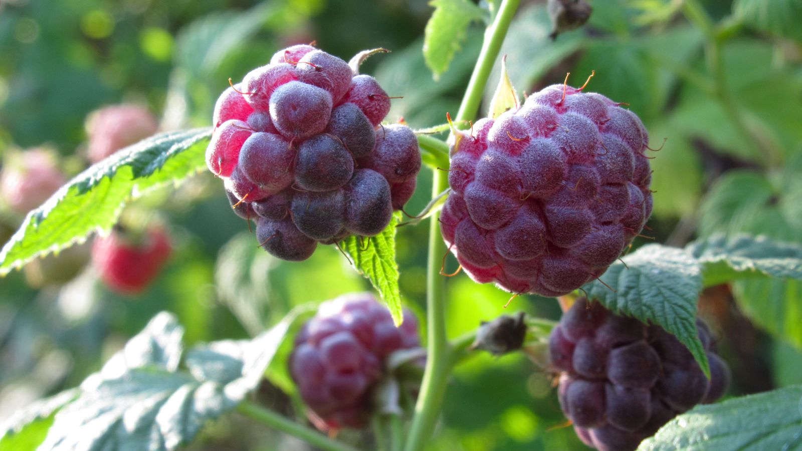 A shot of purple colored fruits of the Glencoe variety or fruit-bearing shrub