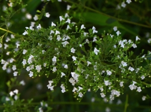 Thriving calamint with deep green and thin stems blooming small white flowers generously