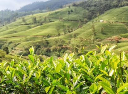 Grow tea plants in a sunny field colored in vibrant green