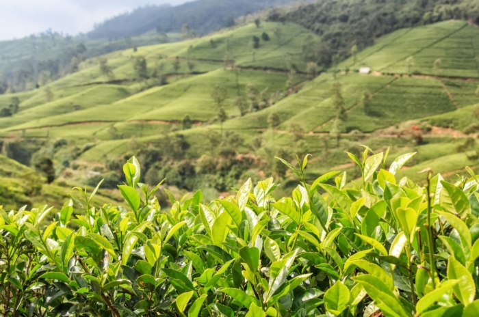 Grow tea plants in a sunny field colored in vibrant green