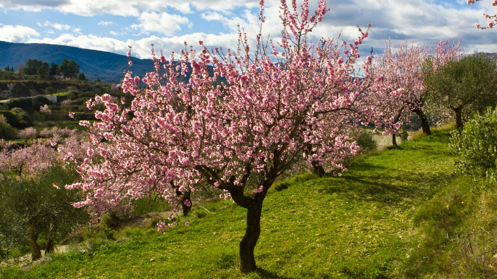 A shot of a developing large plant that is blossoming light-pink colored flowers of the Hall's hardy variety