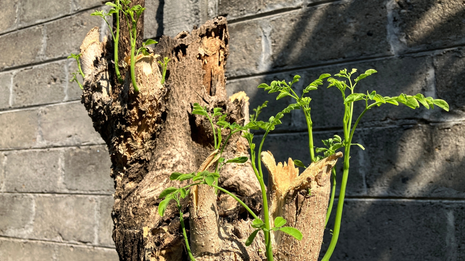 A pruned tree trunk with a few new branches sprouting at its base, showing signs of regeneration, against a rough concrete wall.