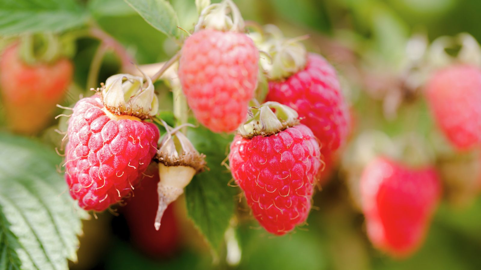 A close-up shot of a composition of red Latham fruits, developing alongside its green leaves