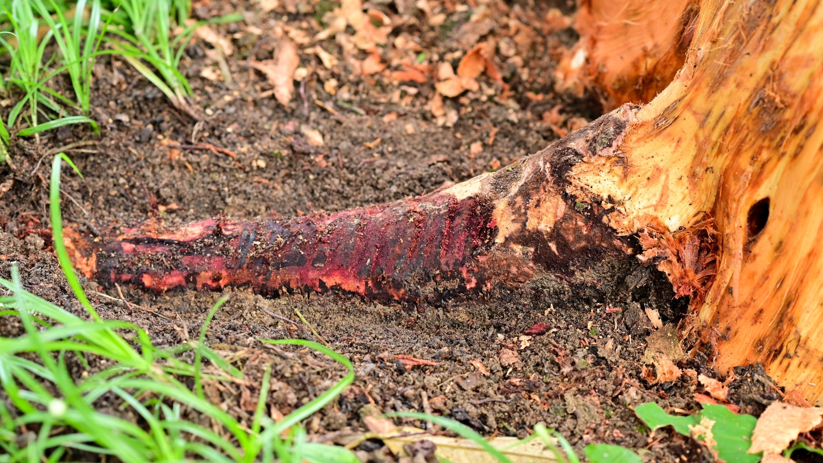A close-up of a large root suffering from root rot, with sections of discolored, darkened bark peeling away, surrounded by damp soil and fallen leaves.