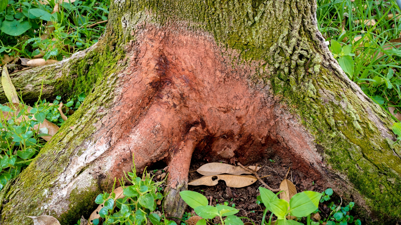 A decayed, exposed tree root showing clear signs of root rot, with reddish-brown discoloration and peeling bark near the base, surrounded by soft green grass.