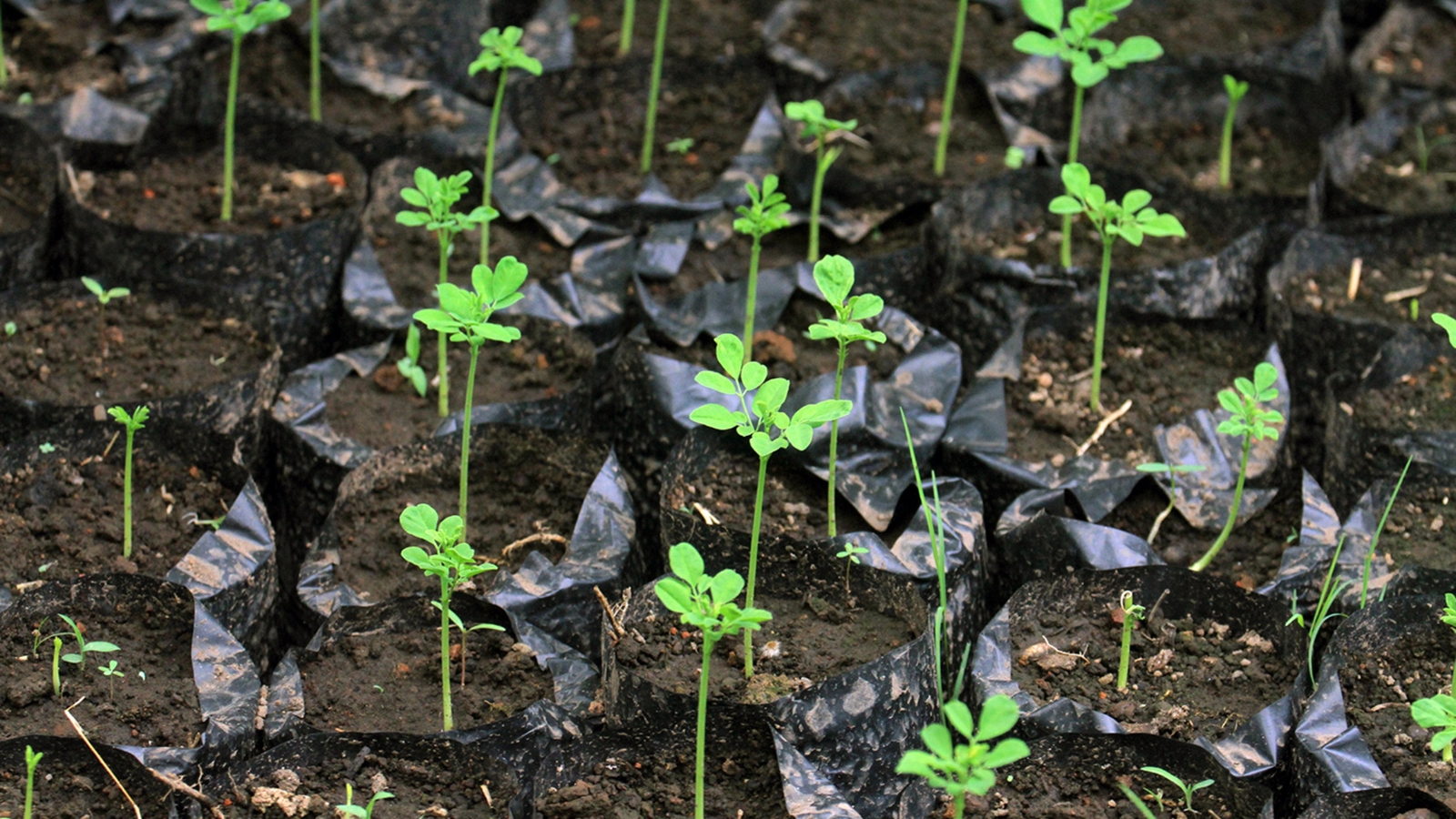 An overhead view of neat rows of small seedlings, each with delicate green leaves, sprouting from individual black pots arranged on dark soil.