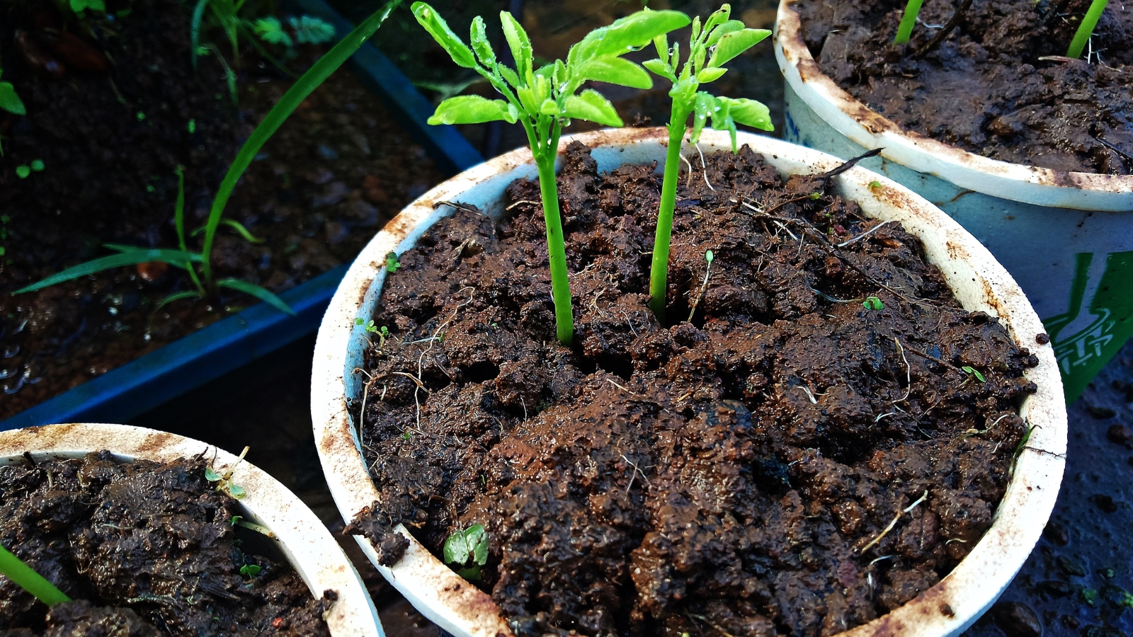 Close-up of two green sprouts emerging from small containers filled with moist, dark soil, surrounded by other potted plants in a greenhouse setting.