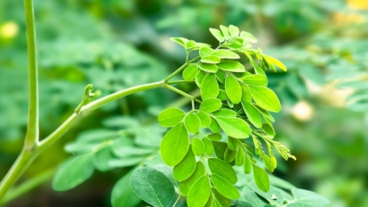 A vibrant shot of bright green, newly unfurling tendrils reaching out from a central bud, highlighted against a blurred green background, showing fresh, healthy growth.