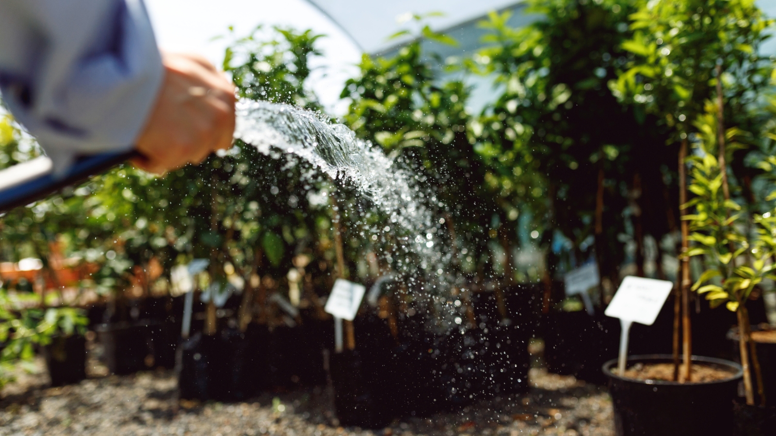 A hand holding a hose, pouring water over tender saplings planted in dark, fertile soil, with other small plants in the background.