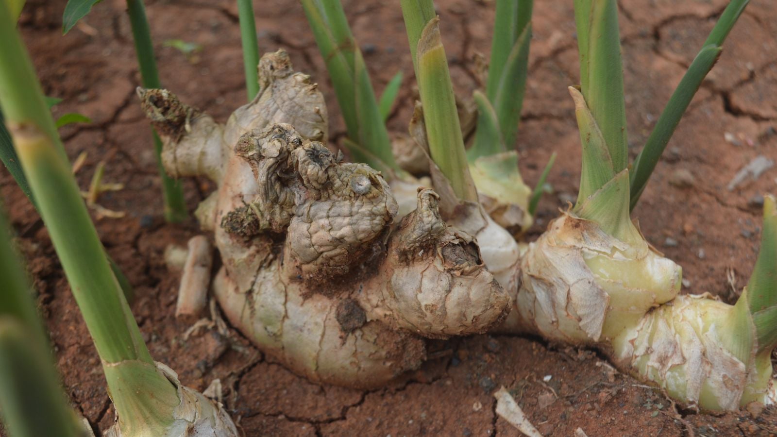 A closeup shot of ginger plant appearing to have big pieces of rhizomes still under the soils with slender green leaves on top