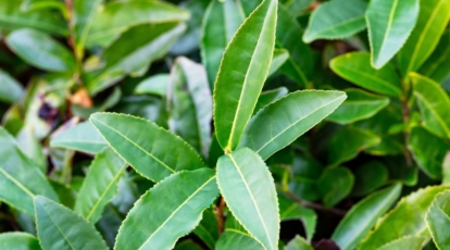 Leafy plant with vivid green leaves with smooth texture and edges