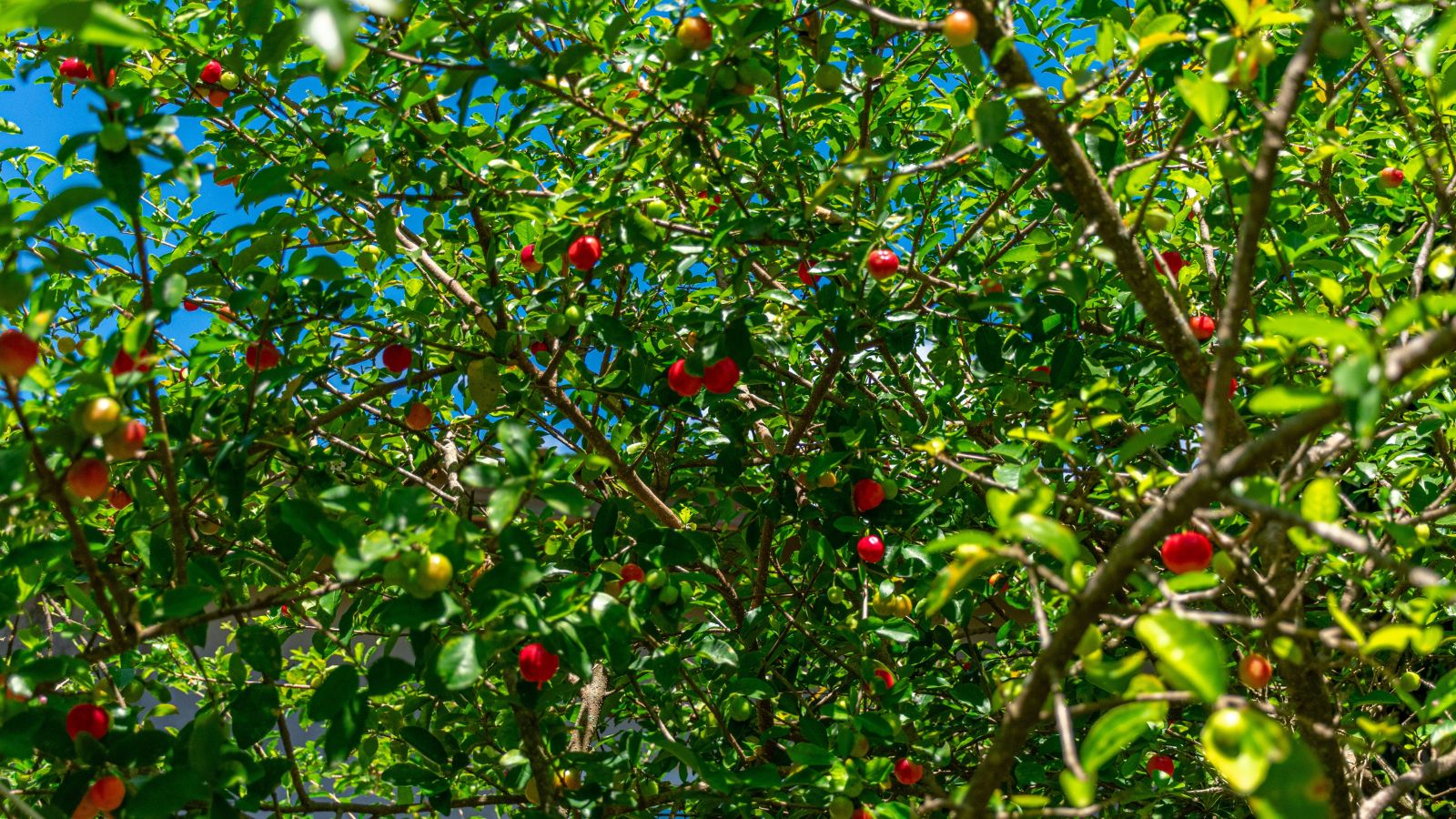 A base-angle shot of a fruit bearing tree showcasing its branches, leaves and red fruits in a well lit area outdoors