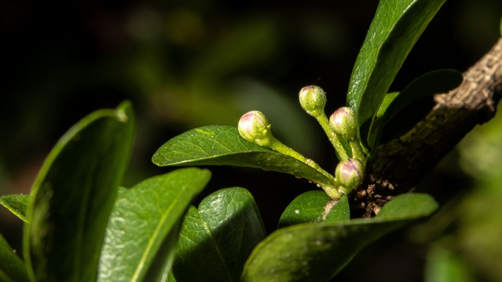 A close-up and macro shot of developing leaves and bud of a tree in a well lit area