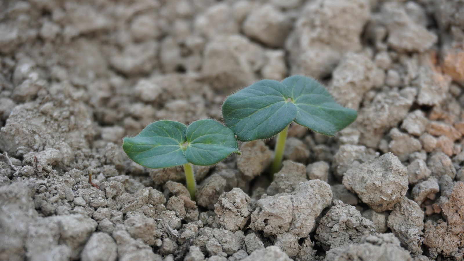 A close-up and overhead shot of a developing seedling of a lady finger crop, developing in sandy, gravelly soil outdoors