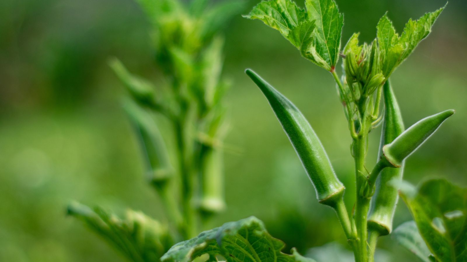 A close-up shot of a composition of developing elongated crops, all growing along their tall green stems and foliage, all situated in a well lit area outdoors