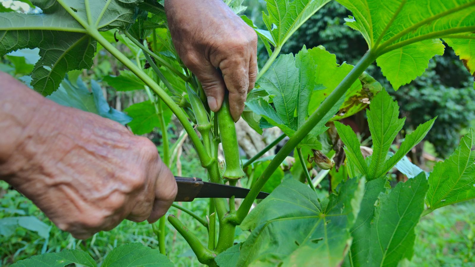 A close-up shot of a person in the process of trimming of stems, lower branches, and pods of a crop, all situated in a well lit area outdoors