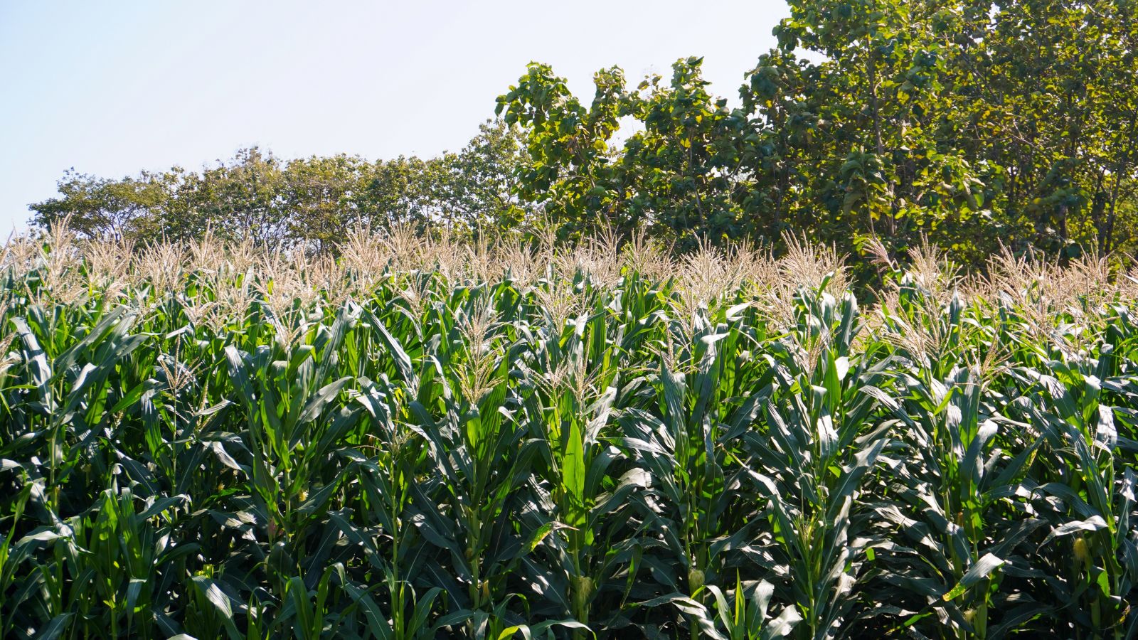 A field of vivid green Zea mays stalks, having long stems with fluffy yellow tops receiving significant warm sunlight surrounded by trees