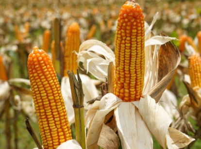 A field with growing corn having bright yellow crops that appear vivid under the sunlight, with other stalks with bright yellow crops in the background